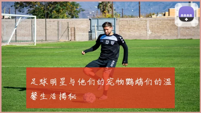 足球明星与他们的宠物鹦鹉们的温馨生活揭秘
